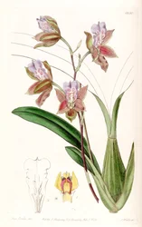 Miltonia russelliana